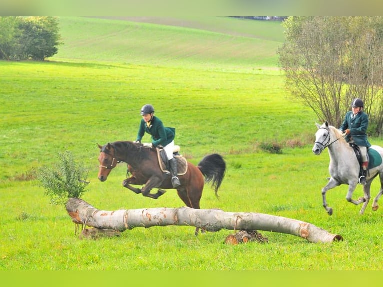 Gelände- und Jagdreiterin sucht Reitbeteiligung 