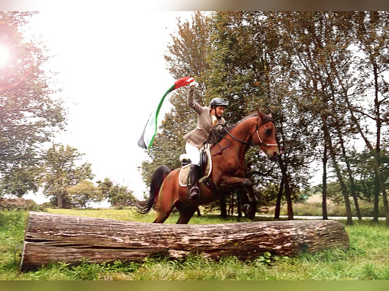 Gelände- und Jagdreiterin sucht Reitbeteiligung 