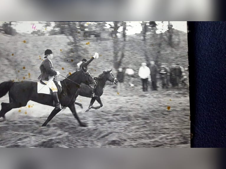 Gelände- und Jagdreiterin sucht Reitbeteiligung 