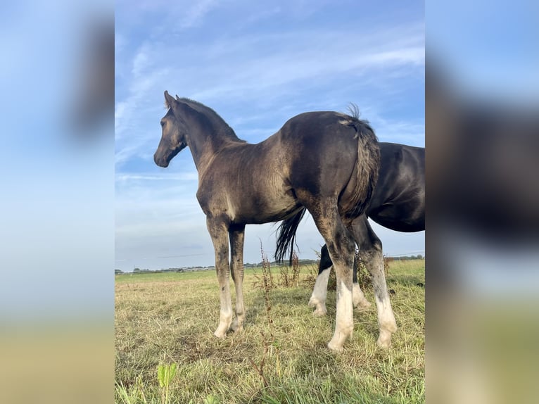 Gelderländare Hingst Föl (05/2024) 170 cm Svart in Rinsumageast