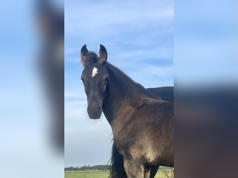 Gelderländare Hingst Föl (05/2024) 170 cm Svart in Rinsumageast