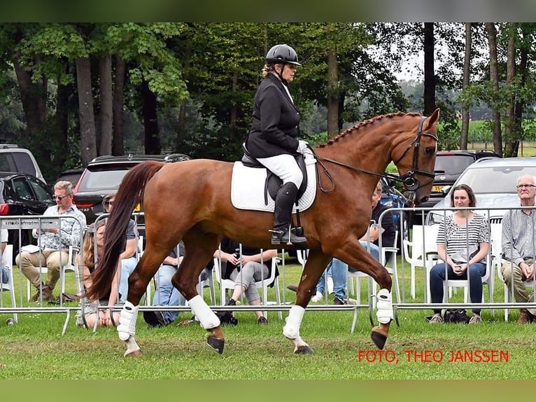 Gelderländare Valack 7 år 172 cm Fux in Oostvoorne