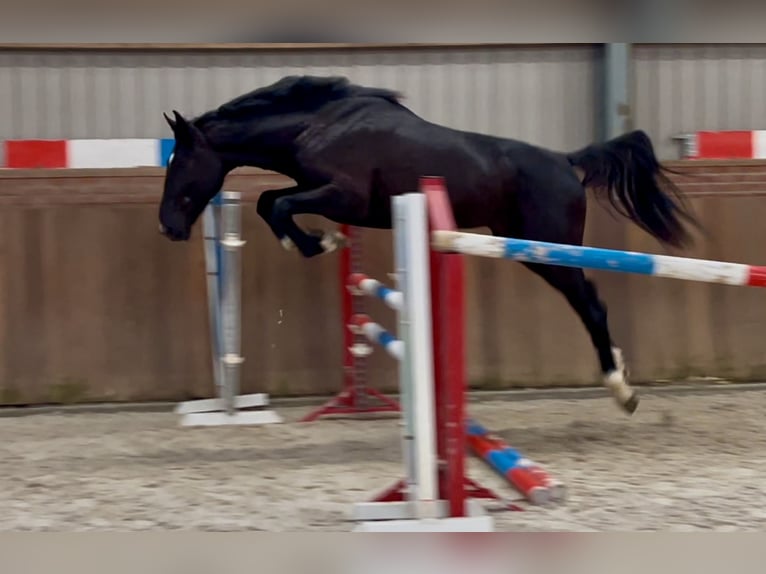 Gelderländer Hengst 3 Jahre 169 cm Rappe in Zieuwent