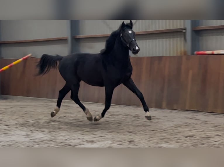 Gelderländer Hengst 3 Jahre 169 cm Rappe in Zieuwent