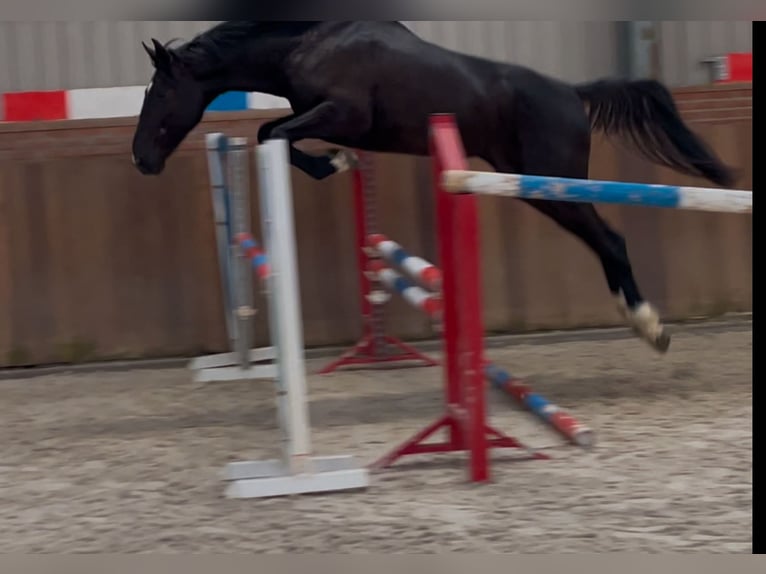 Gelderländer Hengst 3 Jahre 169 cm Rappe in Zieuwent