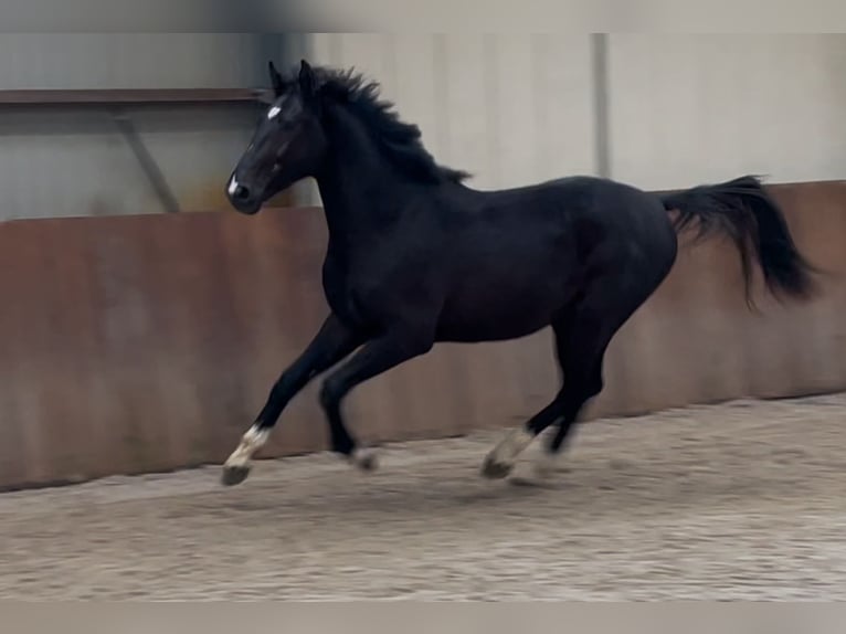 Gelderländer Hengst 3 Jahre 169 cm Rappe in Zieuwent