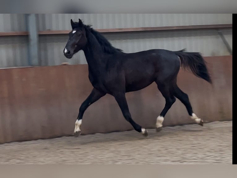 Gelderländer Hengst 3 Jahre 169 cm Rappe in Zieuwent