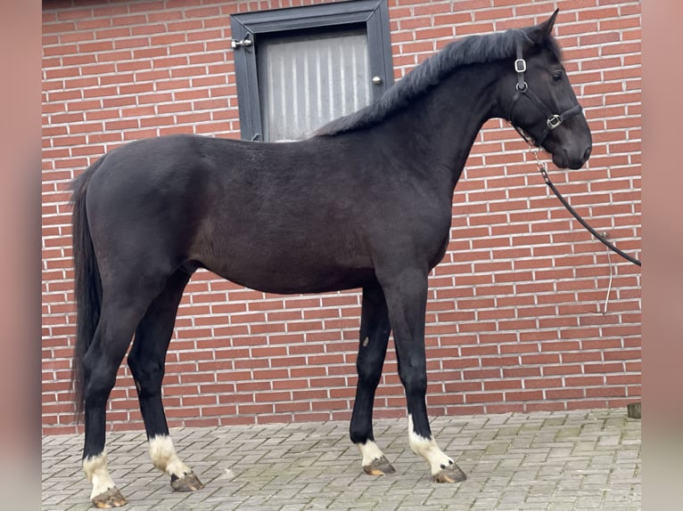 Gelderländer Hengst 3 Jahre 169 cm Rappe in Zieuwent