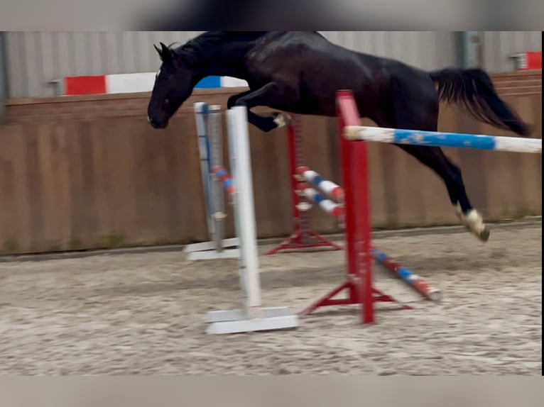 Gelderländer Hengst 3 Jahre 169 cm Rappe in Zieuwent