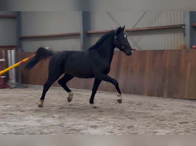 Gelderländer Hengst 3 Jahre 169 cm Rappe in Zieuwent