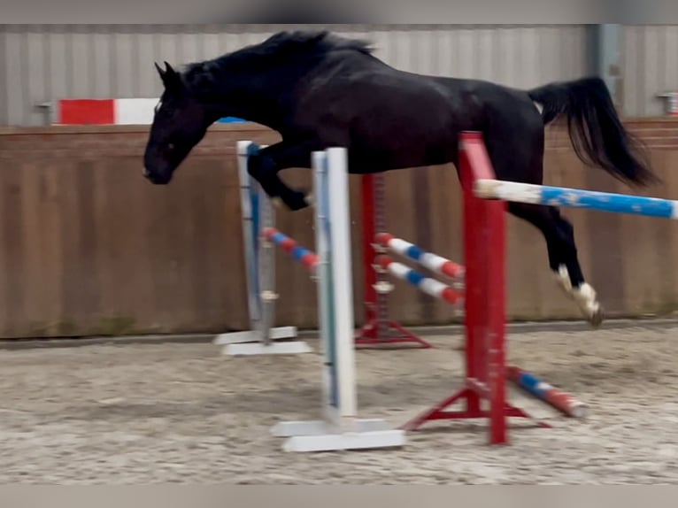 Gelderländer Hengst 3 Jahre 169 cm Rappe in Zieuwent