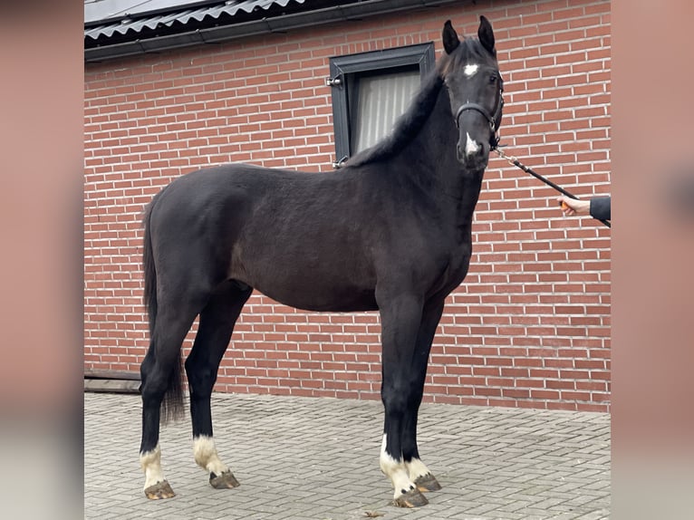 Gelderländer Hengst 3 Jahre 169 cm Rappe in Zieuwent