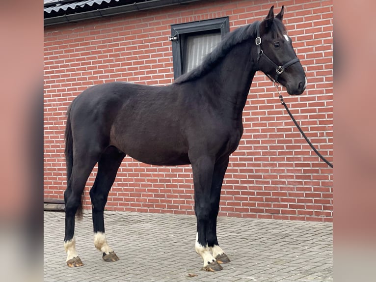 Gelderländer Hengst 3 Jahre 169 cm Rappe in Zieuwent