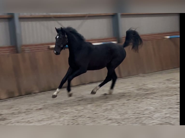 Gelderländer Hengst 3 Jahre 169 cm Rappe in Zieuwent