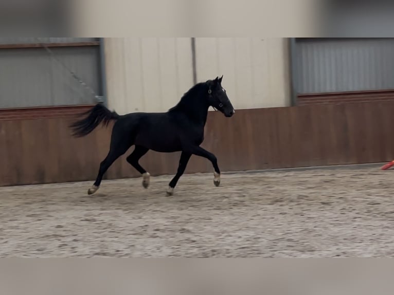 Gelderländer Hengst 3 Jahre 169 cm Rappe in Zieuwent