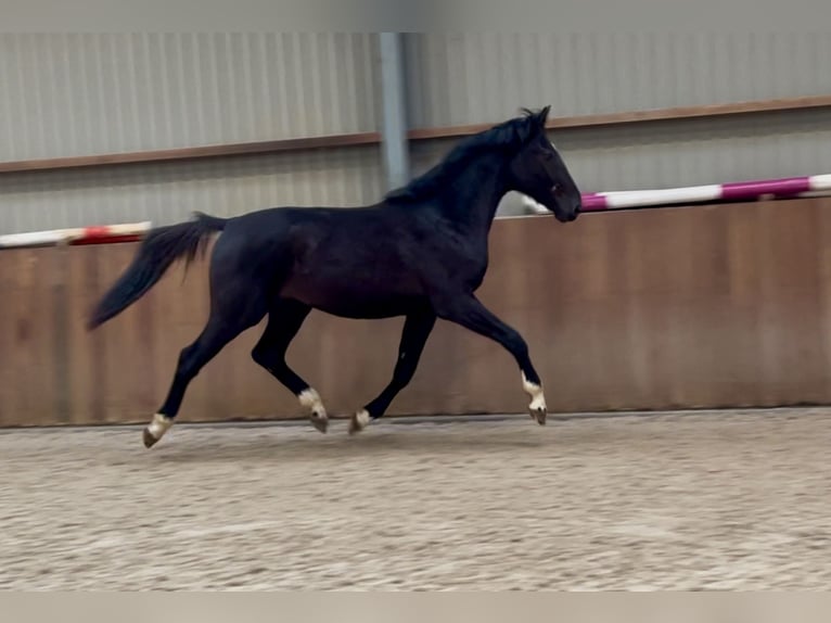 Gelderländer Hengst 3 Jahre 169 cm Rappe in Zieuwent