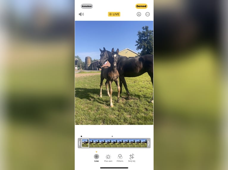Gelderländer Hengst Fohlen (05/2025) Schwarzbrauner in Bunni