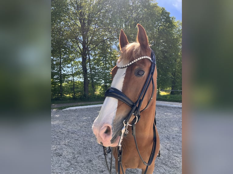 Gelderländer Klacz 14 lat 156 cm Kasztanowata in Altshausen