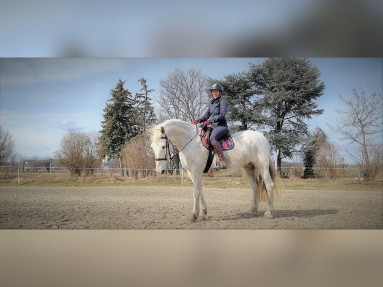 Gelderländer Klacz 14 lat 173 cm Siwa in Budapest