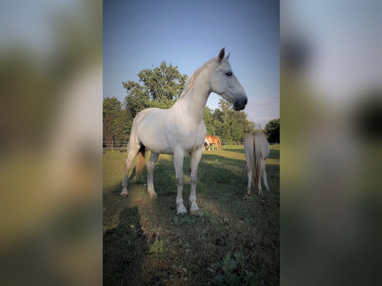 Gelderländer Klacz 14 lat 173 cm Siwa in Budapest