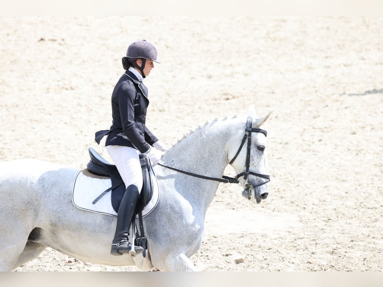 Gelderländer Klacz 14 lat 173 cm Siwa in Budapest