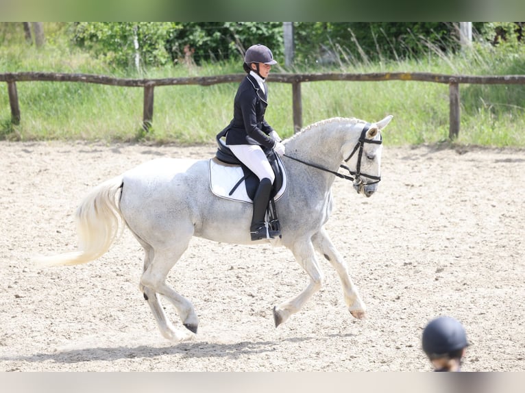 Gelderländer Klacz 14 lat 173 cm Siwa in Budapest