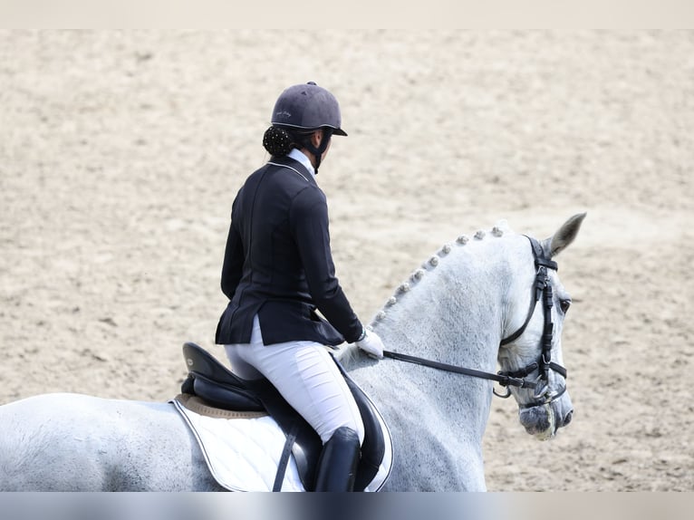 Gelderländer Klacz 14 lat 173 cm Siwa in Budapest