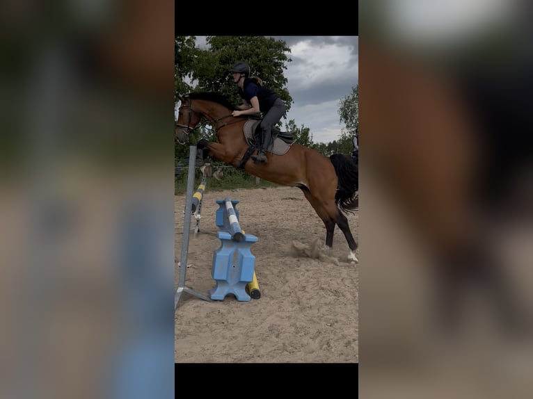 Gelderländer Klacz 18 lat 163 cm Gniada in Rathenow