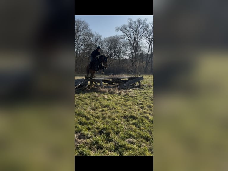 Gelderländer Klacz 18 lat 163 cm Gniada in Rathenow