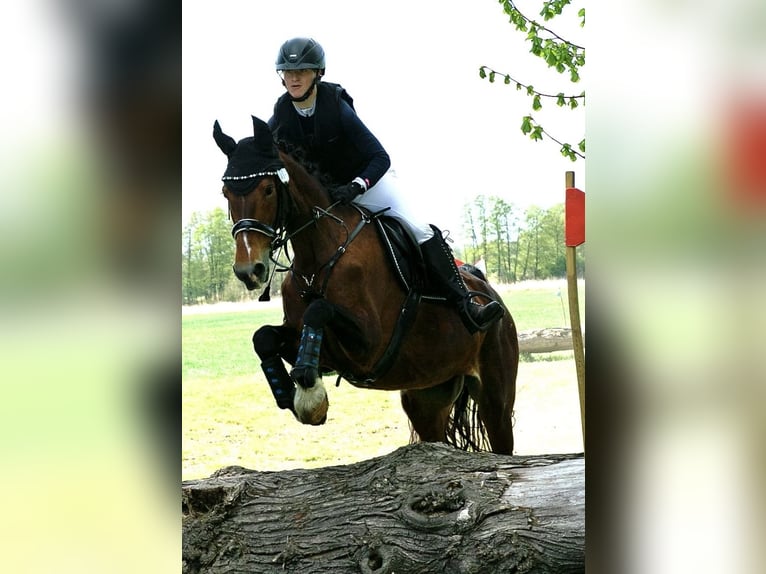 Gelderländer Klacz 18 lat 163 cm Gniada in Rathenow
