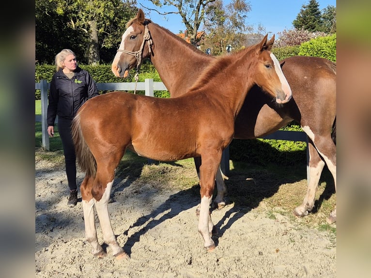 Gelderländer Klacz 1 Rok 169 cm Kasztanowata in Ochtersum