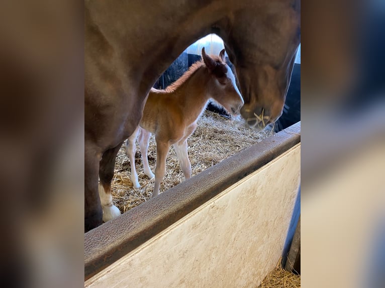 Gelderländer Klacz 20 lat 163 cm Ciemnokasztanowata in Stadtlohn