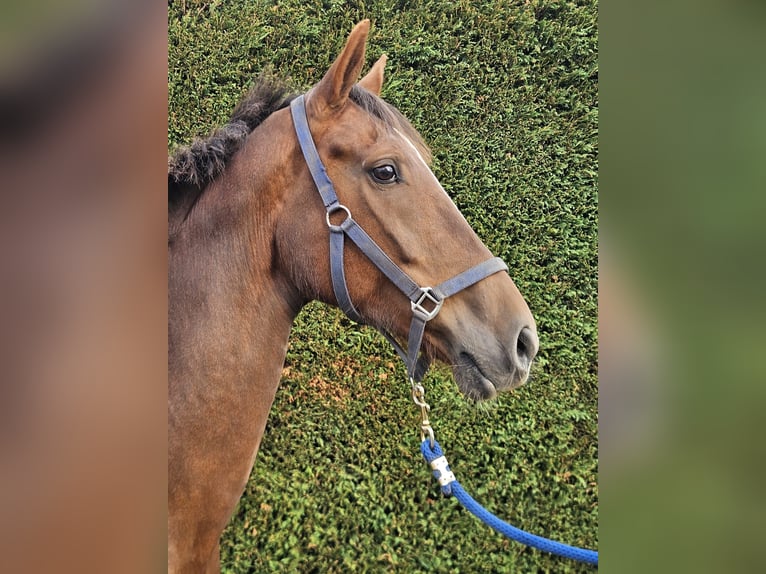 Gelderländer Klacz 9 lat 170 cm Kasztanowata in Schijf