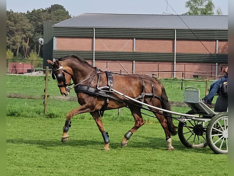 Gelderländer Klacz 9 lat 170 cm Kasztanowata in Schijf