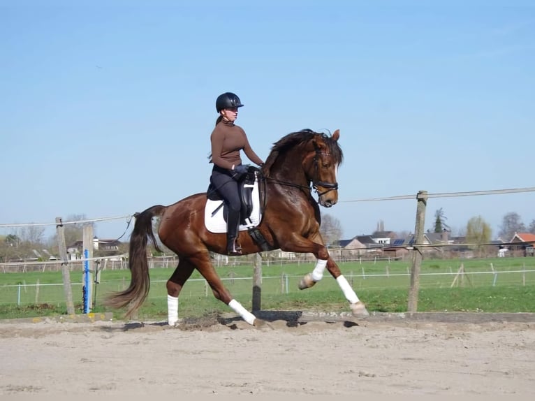 Gelderländer Klacz 9 lat 170 cm Kasztanowata in Schijf