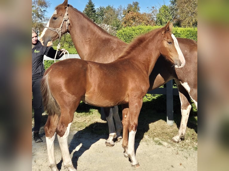 Gelderländer Klacz Źrebak (05/2024) 169 cm Kasztanowata in Ochtersum