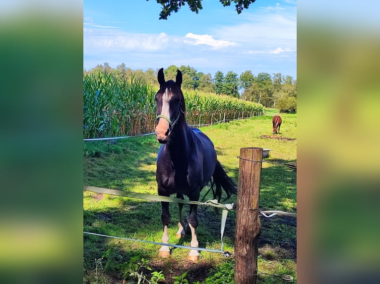 Gelderländer Stute 10 Jahre 165 cm Rappe in Achim