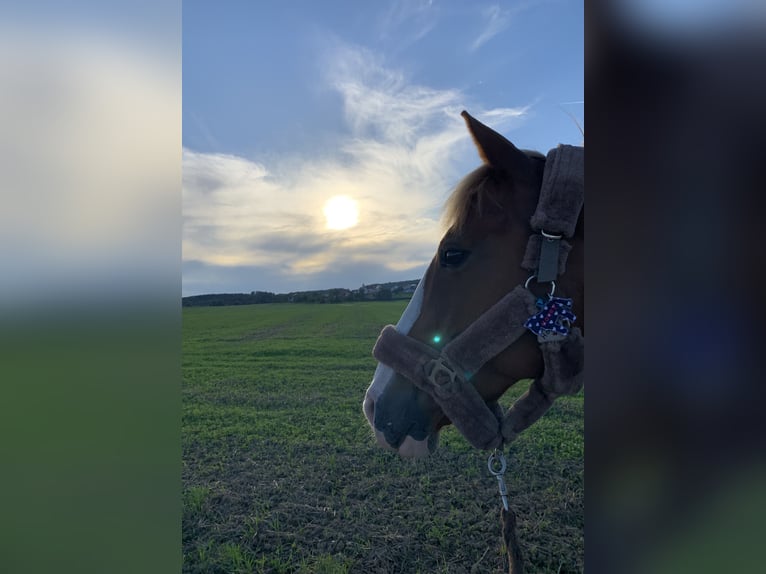 Gelderländer Stute 14 Jahre 156 cm Fuchs in Altshausen