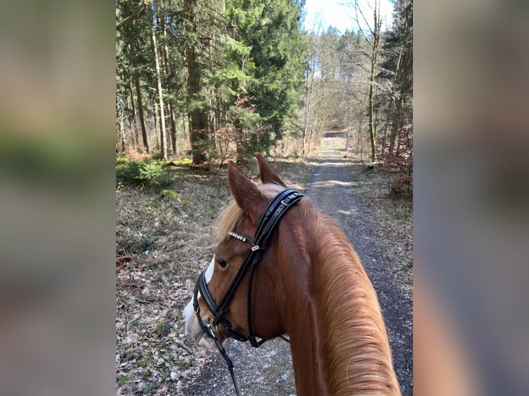 Gelderländer Stute 14 Jahre 156 cm Fuchs in Altshausen