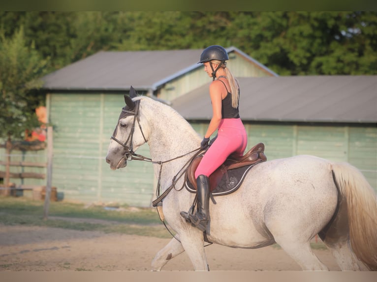 Gelderländer Stute 14 Jahre 173 cm Schimmel in Budapest