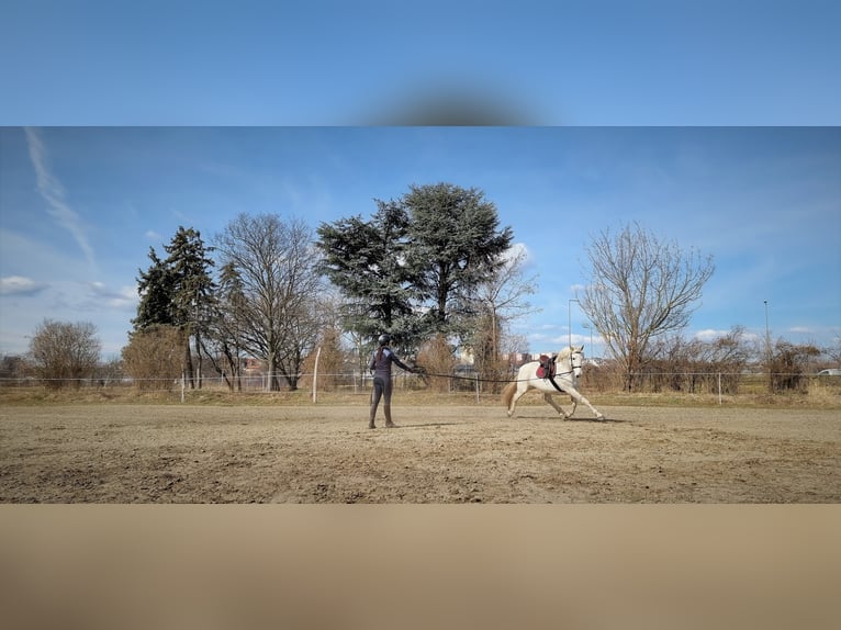 Gelderländer Stute 14 Jahre 173 cm Schimmel in Budapest