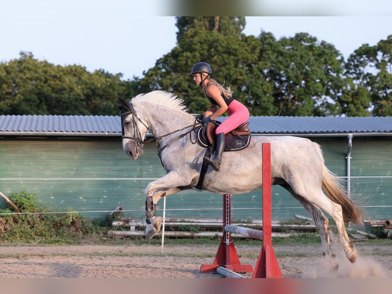 Gelderländer Stute 14 Jahre 173 cm Schimmel in Budapest