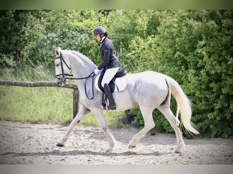 Gelderländer Stute 14 Jahre 173 cm Schimmel in Budapest