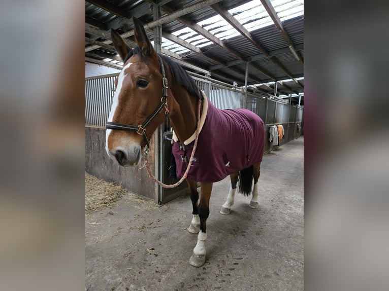 Gelderländer Stute 14 Jahre 175 cm Hellbrauner in Volkstedt