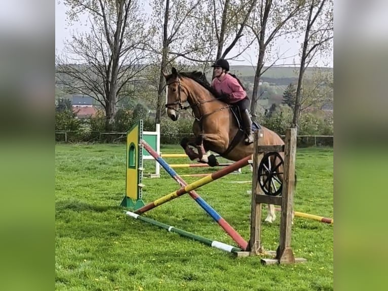 Gelderländer Stute 14 Jahre 175 cm Hellbrauner in Volkstedt