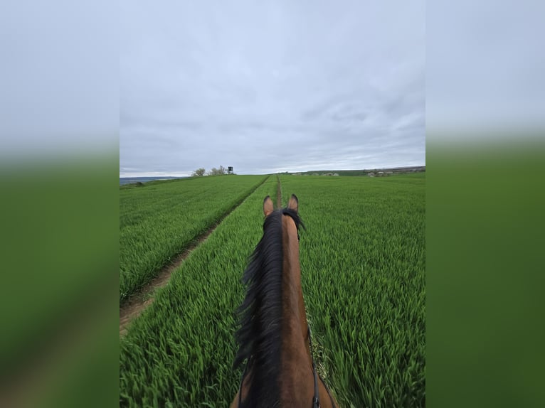 Gelderländer Stute 14 Jahre 175 cm Hellbrauner in Volkstedt