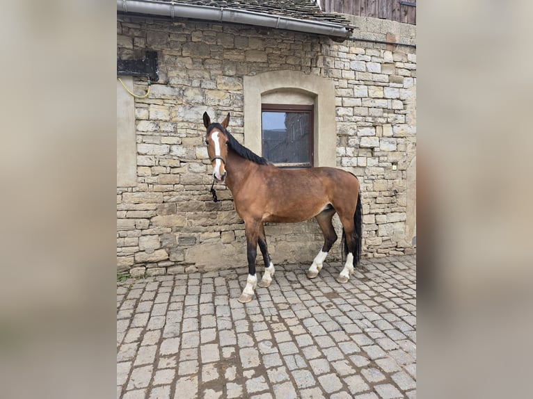 Gelderländer Stute 14 Jahre 175 cm Hellbrauner in Volkstedt