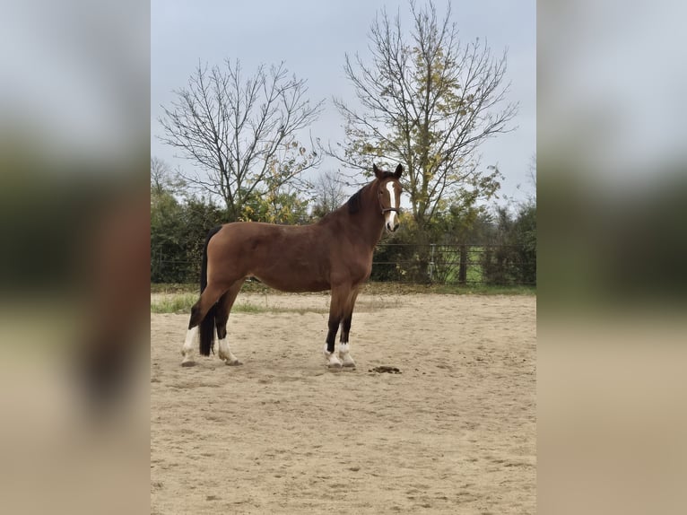 Gelderländer Stute 14 Jahre 175 cm Hellbrauner in Volkstedt