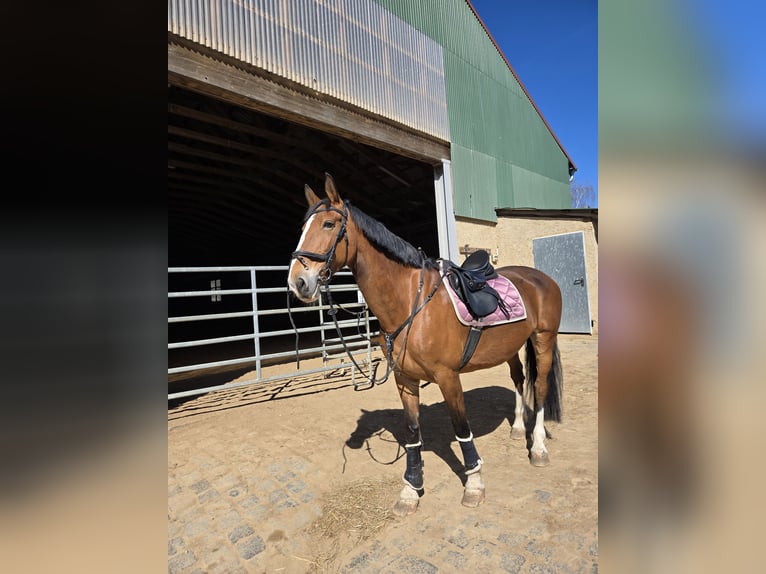 Gelderländer Stute 14 Jahre 175 cm Hellbrauner in Volkstedt