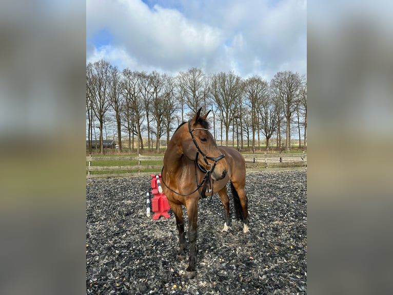 Gelderländer Stute 15 Jahre 172 cm Rotbrauner in Almelo